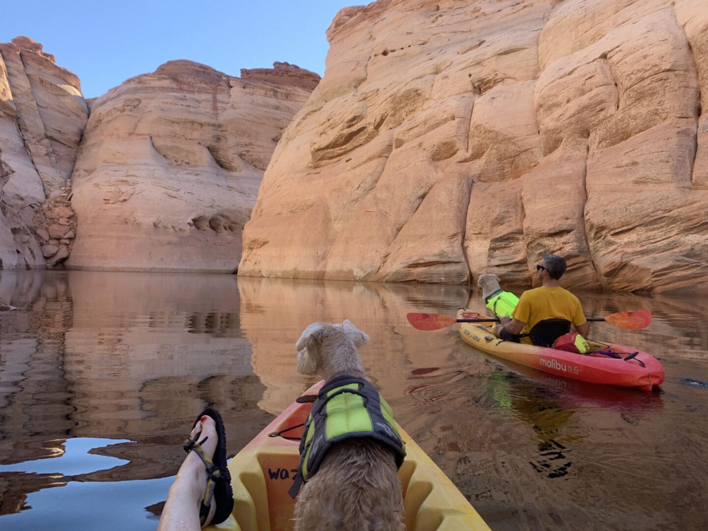 A dog and its owner are kayaking in the water.